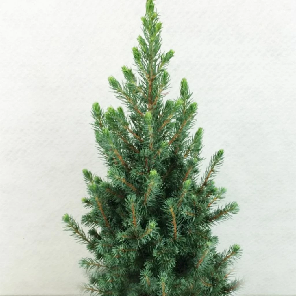 Epinette Blanche - Picea Glauca Conica Blue 3 Epinette Blanche - Picea Glauca Conica Blue
