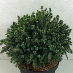 Picea Glauca Echiniformis Echt - Epinette Blanche