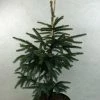 Epinette Noire - Picea Mariana Aurea -Promesse de fleurs Boutique Picea mariana Aurea 695002 1