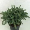 Epicéa Nain - Picea Mariorika Machala -Promesse de fleurs Boutique Picea mariorika x Machala 697002 1