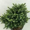 Epicea De Serbie - Picea Omorika Beskid -Promesse de fleurs Boutique Picea omorika Beskid 698002 1