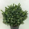 Epicea De Serbie - Picea Omorika Morava -Promesse de fleurs Boutique Picea omorika Morava 701002 1