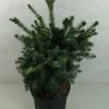Epicea De Serbie - Picea Omorika Wodan 2 Epicea De Serbie - Picea Omorika Wodan -Promesse de fleurs Boutique Picea omorika Wodan 703002 1