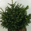 Picea Orientalis Barnes - Sapinette D'Orient -Promesse de fleurs Boutique Picea orientalis Barnes 704002 1