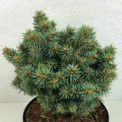 Picea Pungens Brynek - Epicea Bleu
