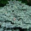 Epicea Bleu - Picea Pungens Glauca Globosa -Promesse de fleurs Boutique Picea pungens Glauca Globosa 0710002 1