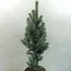 Epicea Bleu - Picea Pungens Iseli Fastigiate -Promesse de fleurs Boutique Picea pungens Iseli Fastigiate 0711002 1