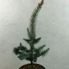 Picea Pungens Iseli Foxtail - Epicea Bleu -Promesse de fleurs Boutique Picea pungens Iseli Foxtail 712002 1