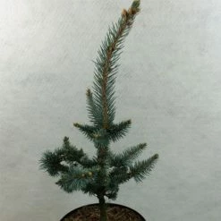 Picea Pungens Iseli Foxtail - Epicea Bleu