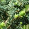 Epicea Bleu - Picea Pungens Sonia -Promesse de fleurs Boutique Picea pungens Sonia C 715002 1
