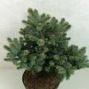 Epicea Bleu - Picea Pungens Thuem -Promesse de fleurs Boutique Picea pungens Thuem 716002 1