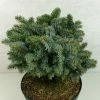Epicea De Sitka - Picea Sitchensis Rom -Promesse de fleurs Boutique Picea sitchensis Rom 719002 1