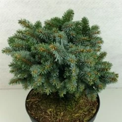 Epicea De Sitka - Picea Sitchensis Rom