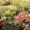 Andromède Du Japon - Pieris Japonica Flaming Silver -Promesse de fleurs Boutique Pieris Flaming Silver 84205 1