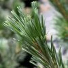 Pin - Pinus Flexilis Vanderwolf's Pyramid -Promesse de fleurs Boutique Pin Pinus flexilis Vanderwolf s Pyramid IF 1007822 1