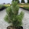 Pin De Bosnie - Pinus Heldreichii Malinkii -Promesse de fleurs Boutique Pin Pinus heldreichii Malinkii IF 1007842 1