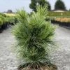 Pin - Pinus Schwerinii Wiethorst 2 Pin - Pinus Schwerinii Wiethorst -Promesse de fleurs Boutique Pin Pinus schwerinii Wiethorst IF 1007942 1