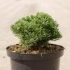 Pin De Montagne - Pinus Mugo Sherwood Compact 1 Pin De Montagne - Pinus Mugo Sherwood Compact -Promesse de fleurs Boutique Pin de montagne Pinus mugo Sherwood Compact IF 1007912 1