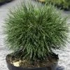 Pin De Montagne - Pinus Mugo Varella -Promesse de fleurs Boutique Pin de montagne Pinus mugo Varella IF 1007922 1