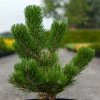Pin Noir - Pinus Nigra Oregon Green -Promesse de fleurs Boutique Pin noir Pinus nigra Oregon Green IF 1001662 1