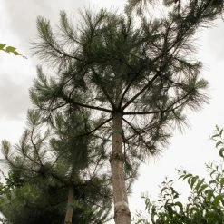 Pin Noir D'Autriche - Pinus Nigra Nigra