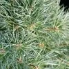 Pin Sylvestre Nain - Pinus Sylvestris Chantry Blue 1 Pin Sylvestre Nain - Pinus Sylvestris Chantry Blue -Promesse de fleurs Boutique Pin sylvestre nain Pinus sylvestris Chantry Blue IF 19077 1