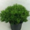 Pin Rouge Du Japon - Pinus Densiflora Low Glow -Promesse de fleurs Boutique Pinus densiflora Low Glow 724002 1