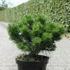 Pin De Montagne - Pinus Mugo Gnom -Promesse de fleurs Boutique Pinus mugo Gnom Pin de montagne IF 1001642 1
