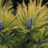 Pinus Mugo Golden Glow - Pin De Montagne -Promesse de fleurs Boutique Pinus mugo Golden Glow 726002 1