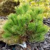 Pinus Mugo Winter Gold - Pin De Montagne Nain Doré -Promesse de fleurs Boutique Pinus mugo Winter Gold 88956 1