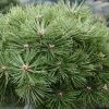 Pinus Nigra Agnes Brégeon - Pin Noir -Promesse de fleurs Boutique Pinus nigra Agnes Bregeon Pin noir V 1007931 1