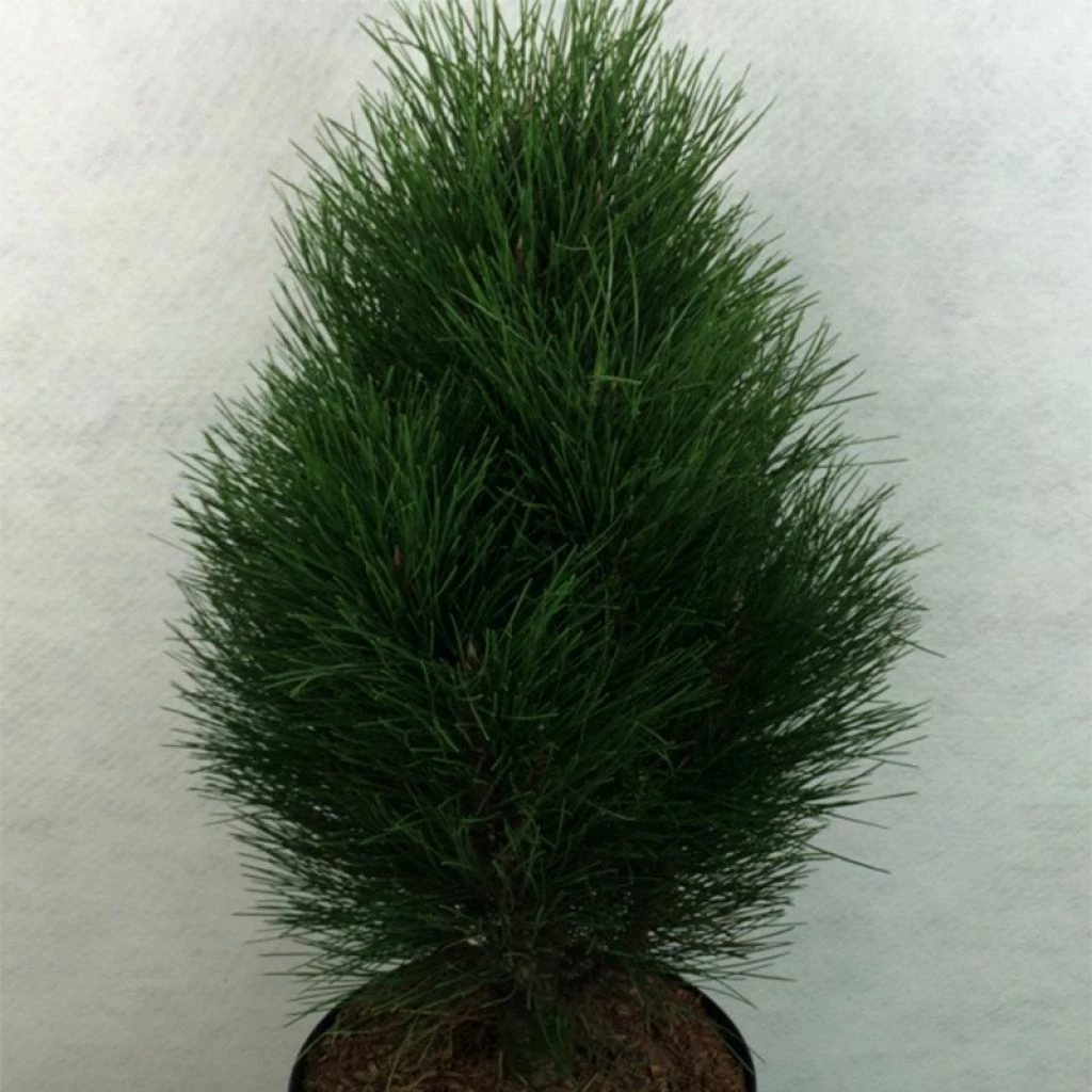 Pinus Nigra Green Tower - Pin Noir 3 Pinus Nigra Green Tower - Pin Noir