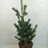 Pinus Parviflora Azumi Goye - Pin Blanc Du Japon -Promesse de fleurs Boutique Pinus parviflora Azumi Goye 736002 1