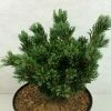 Pinus Parviflora Beran - Pin Blanc Du Japon -Promesse de fleurs Boutique Pinus parviflora Beran 737002 1