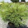 Pinus Strobus Minima - Pin De Weymouth -Promesse de fleurs Boutique Pinus strobus Minima 88965 1