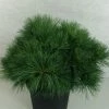 Pin De Weymouth - Pinus Strobus Ontario -Promesse de fleurs Boutique Pinus strobus Ontario 747002 1