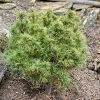 Pin Weymouth - Pinus Strobus Tiny Kurls -Promesse de fleurs Boutique Pinus strobus Tiny Kurls V 1007971 1