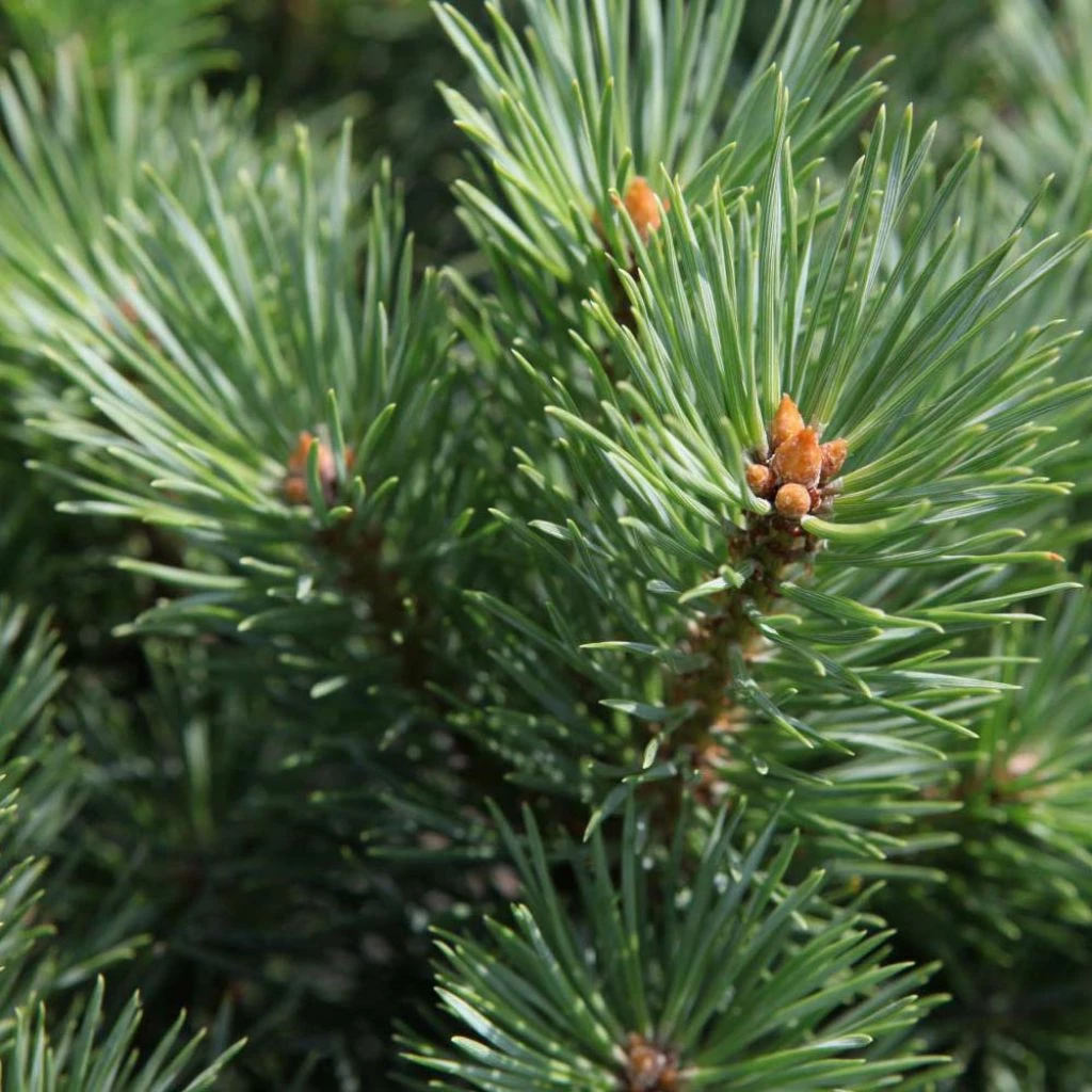 Pinus Sylvestris Watereri - Pin Sylvestre 3 Pinus Sylvestris Watereri - Pin Sylvestre