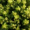Pittosporum Tenuifolium Abbotsbury Gold -Promesse de fleurs Boutique Pittosporum Abbotsbury Gold 82802 1 1