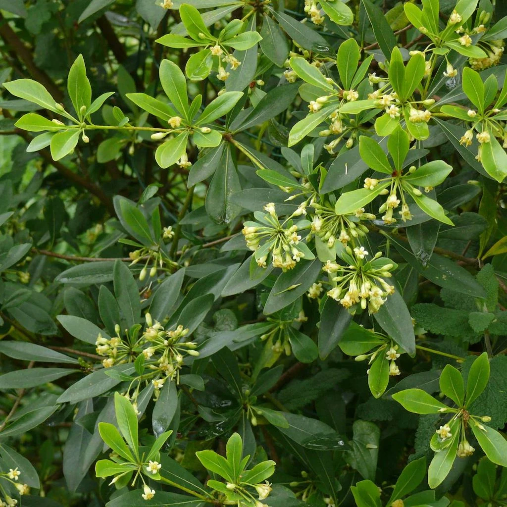 Pittosporum Heterophyllum - Oranger De Chine 3 Pittosporum Heterophyllum - Oranger De Chine