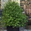 Pittosporum Tenuifolium Emerald Dome -Promesse de fleurs Boutique Pittosporum tenuifolium Emerald Dome 82801 1 1
