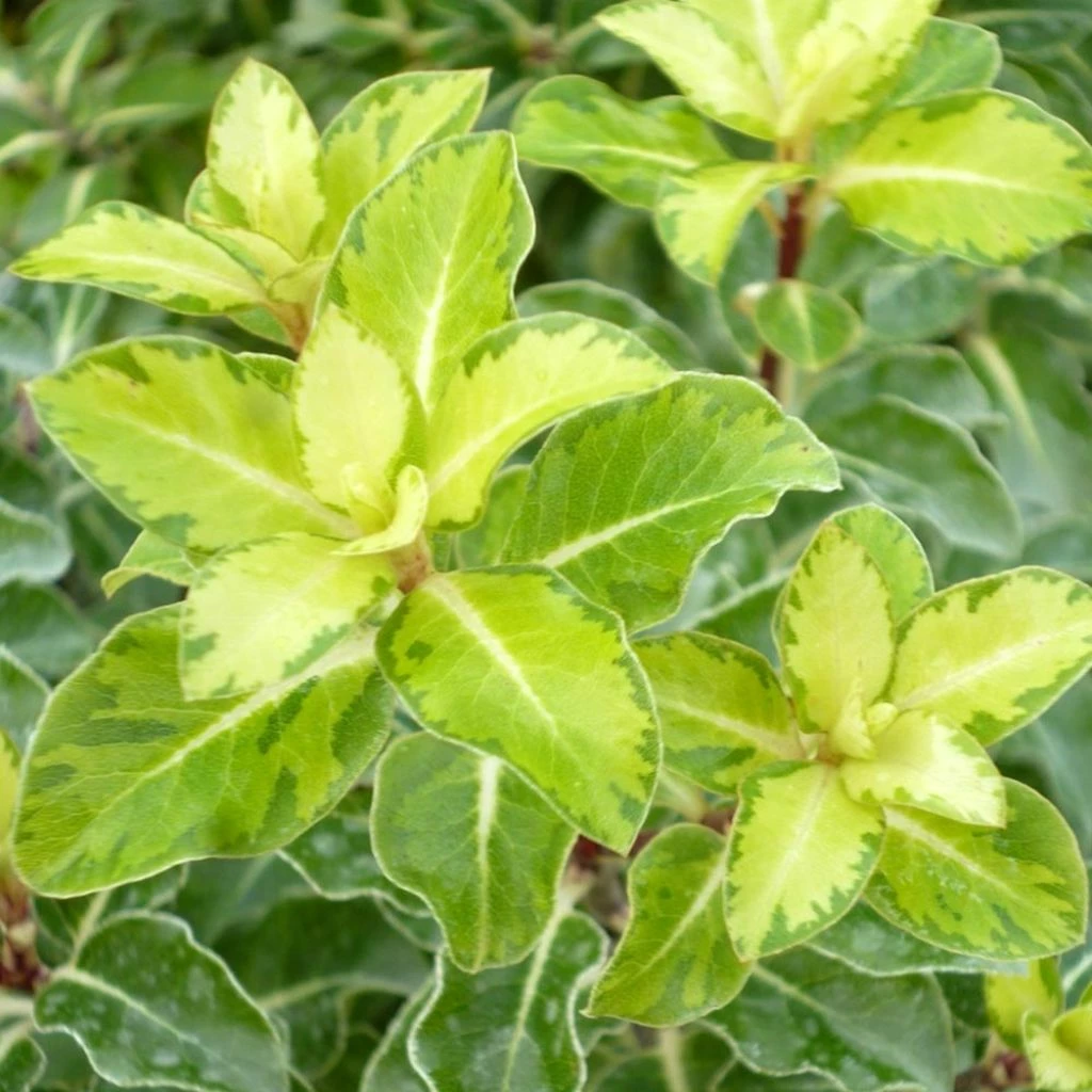 Pittosporum Tenuifolium Gold Star 3 Pittosporum Tenuifolium Gold Star