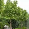 Platanus Acerifolia Alphen's Globe - Platane Boule -Promesse de fleurs Boutique Platanus acerifolia Alphen s Globe 87309 1
