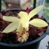 Pleione Forrestii 2 Pleione Forrestii -Promesse de fleurs Boutique Pleione forestii 1178 1
