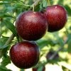 Pluot Purple Candy - Prunus Pluot -Promesse de fleurs Boutique PluotPurple Candy 79221 1