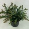 Podocarpus Lawrencii Blue Gem 1 Podocarpus Lawrencii Blue Gem -Promesse de fleurs Boutique Podocarpus lawrencii Blue Gem 755002 1