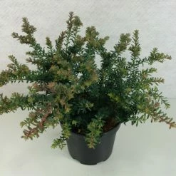 Podocarpus Lawrencii Blue Gem