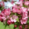 Malus Indian Magic - Pommier D'ornement -Promesse de fleurs Boutique Pommier d ornement Malus Indian Magic copyright 18304 1