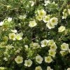 Potentille Arbustive - Potentilla Fruticosa Creamissima -Promesse de fleurs Boutique Potentilla fruticosa Creamissima V 1008051 1