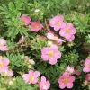 Potentilla Fruticosa Lovely Pink- Potentille Arbustive -Promesse de fleurs Boutique Potentilla fruticosa Lovely Pink 84214 1